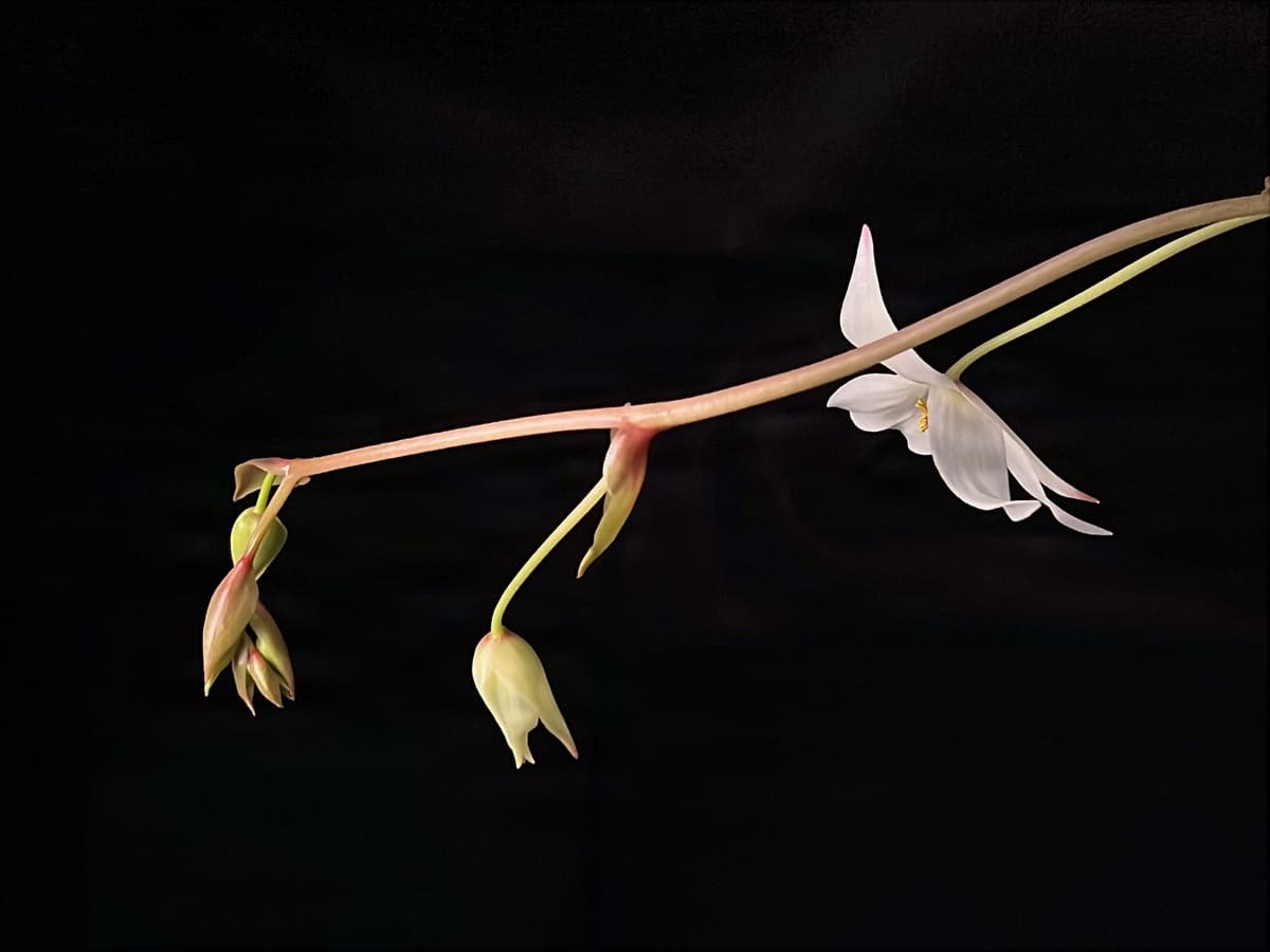 巨大垂花太陽瓶子草Heliamphora nutans "Giant" 圖集照片
