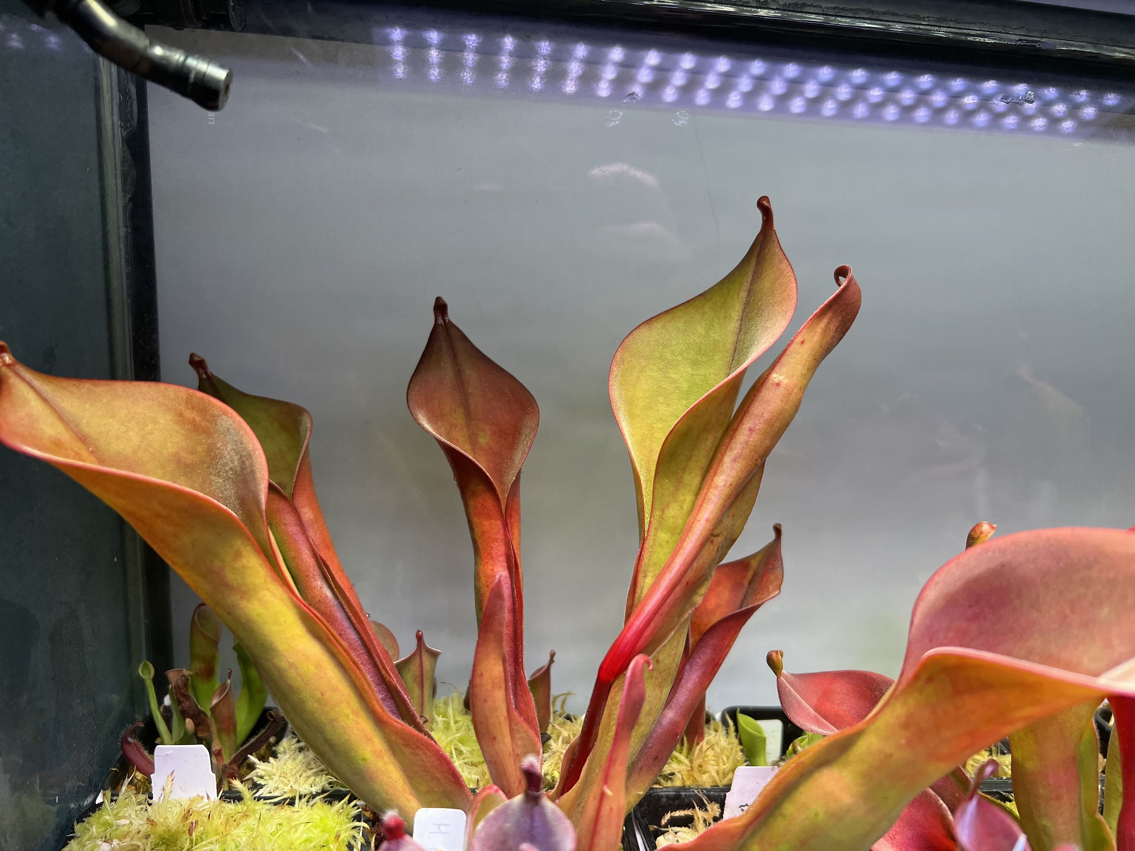 巨大垂花太陽瓶子草Heliamphora nutans "Giant" 圖集照片