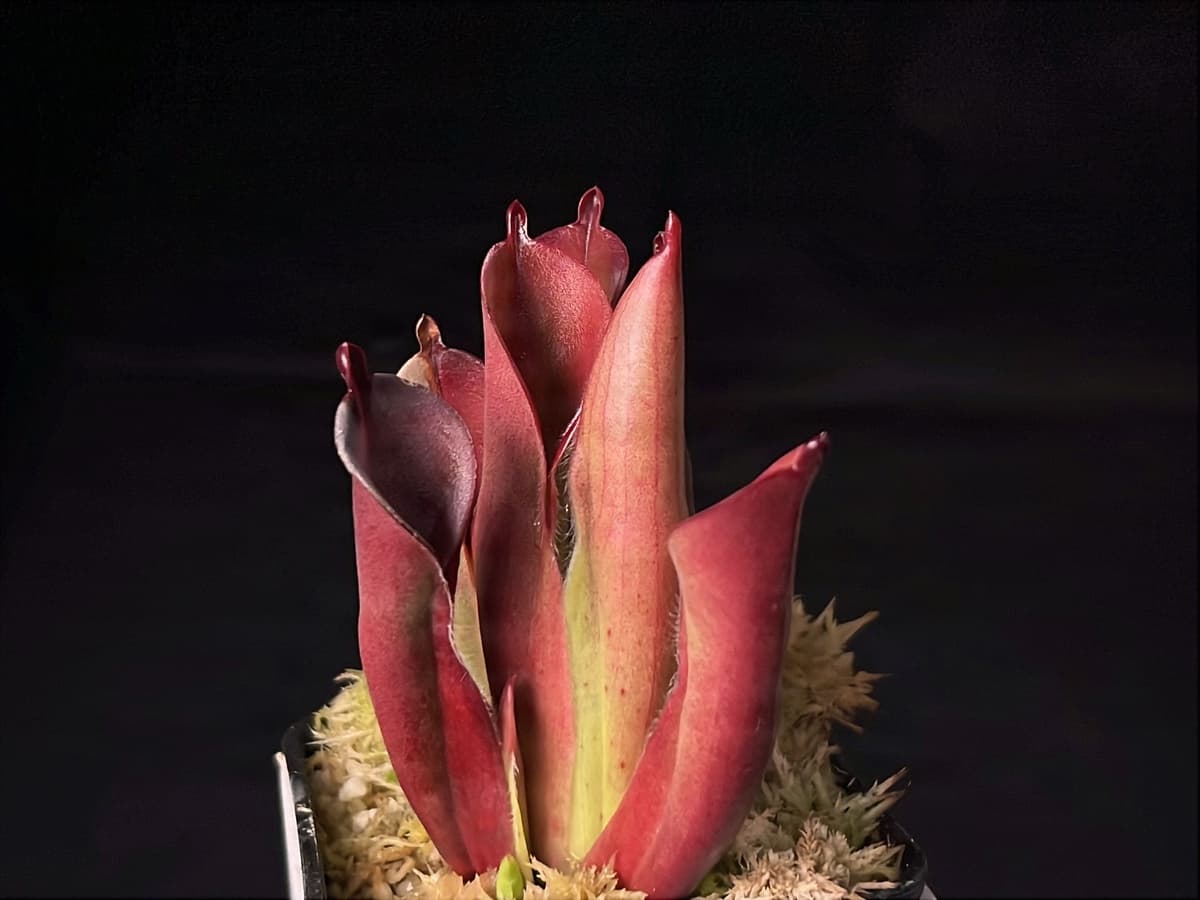 馳曼塔太陽瓶子草H. chimantensis 圖集照片