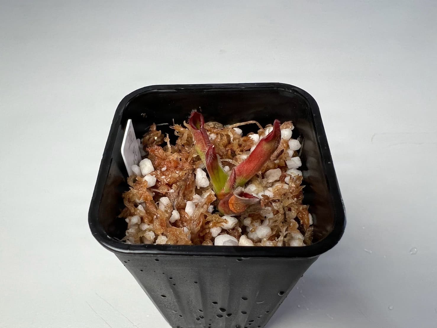 馳曼塔太陽瓶子草H. chimantensis 圖集照片