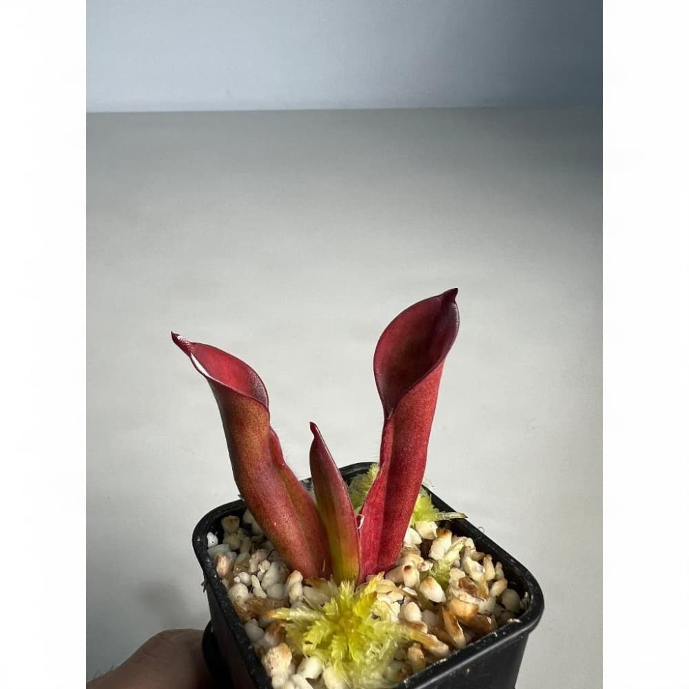 馳曼塔太陽瓶子草H. chimantensis 圖集照片