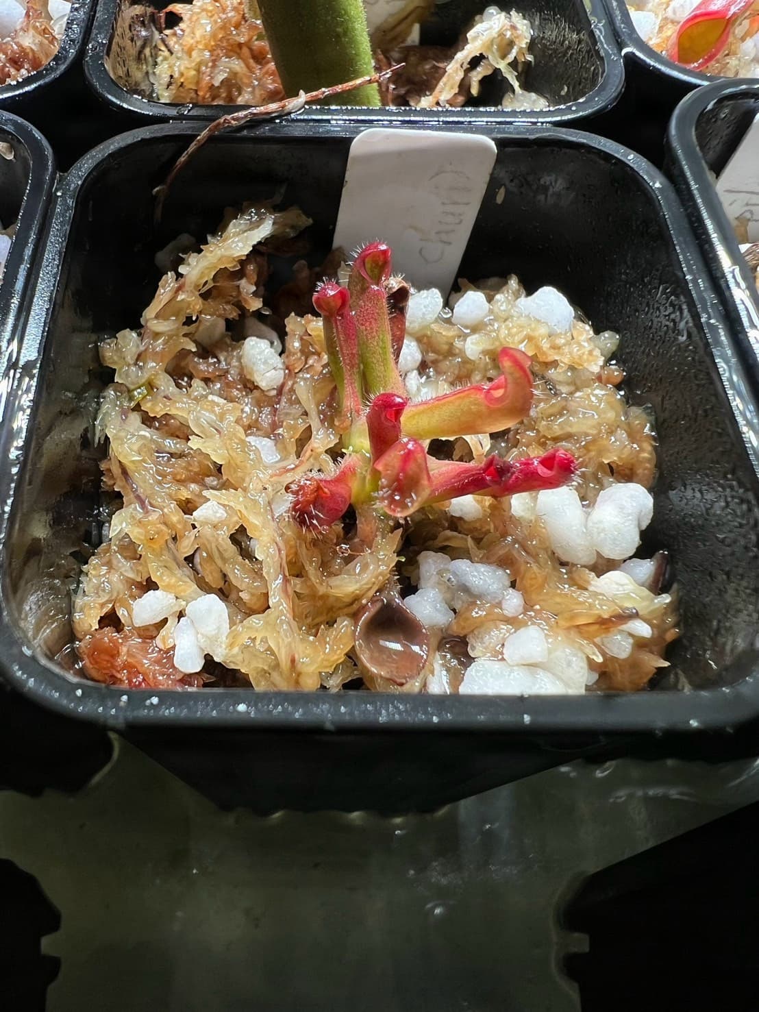 美麗太陽瓶子草H. pulchella clone 15 (Churi Tepui) BCP 圖集照片