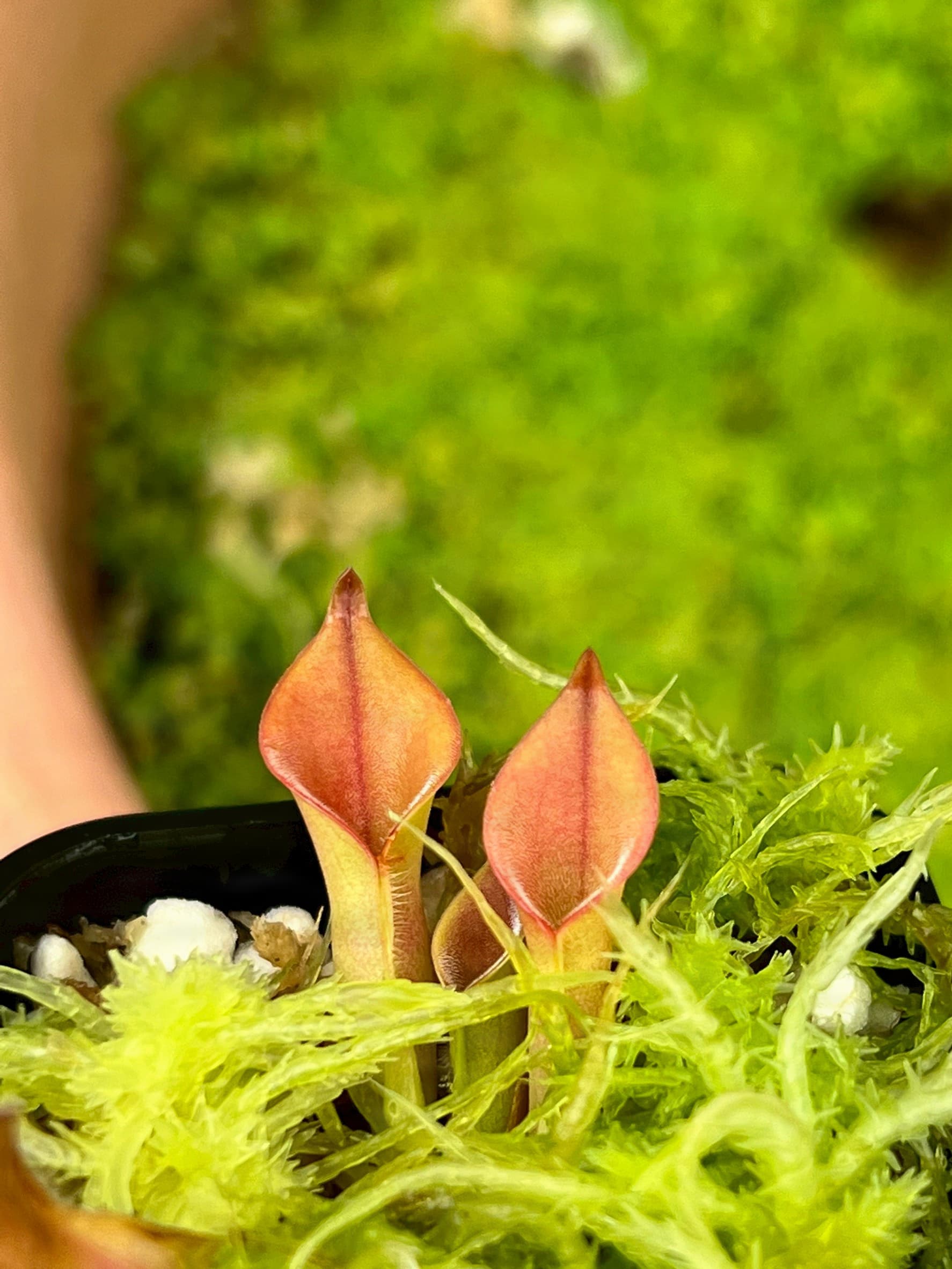 美麗太陽瓶子草H. pulchella clone 15 (Churi Tepui) BCP 圖集照片