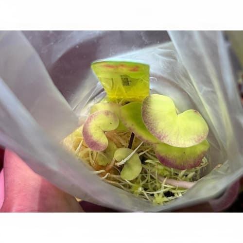 大腎葉狸藻
