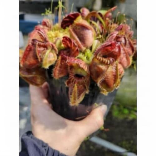 悍馬巨人土瓶草