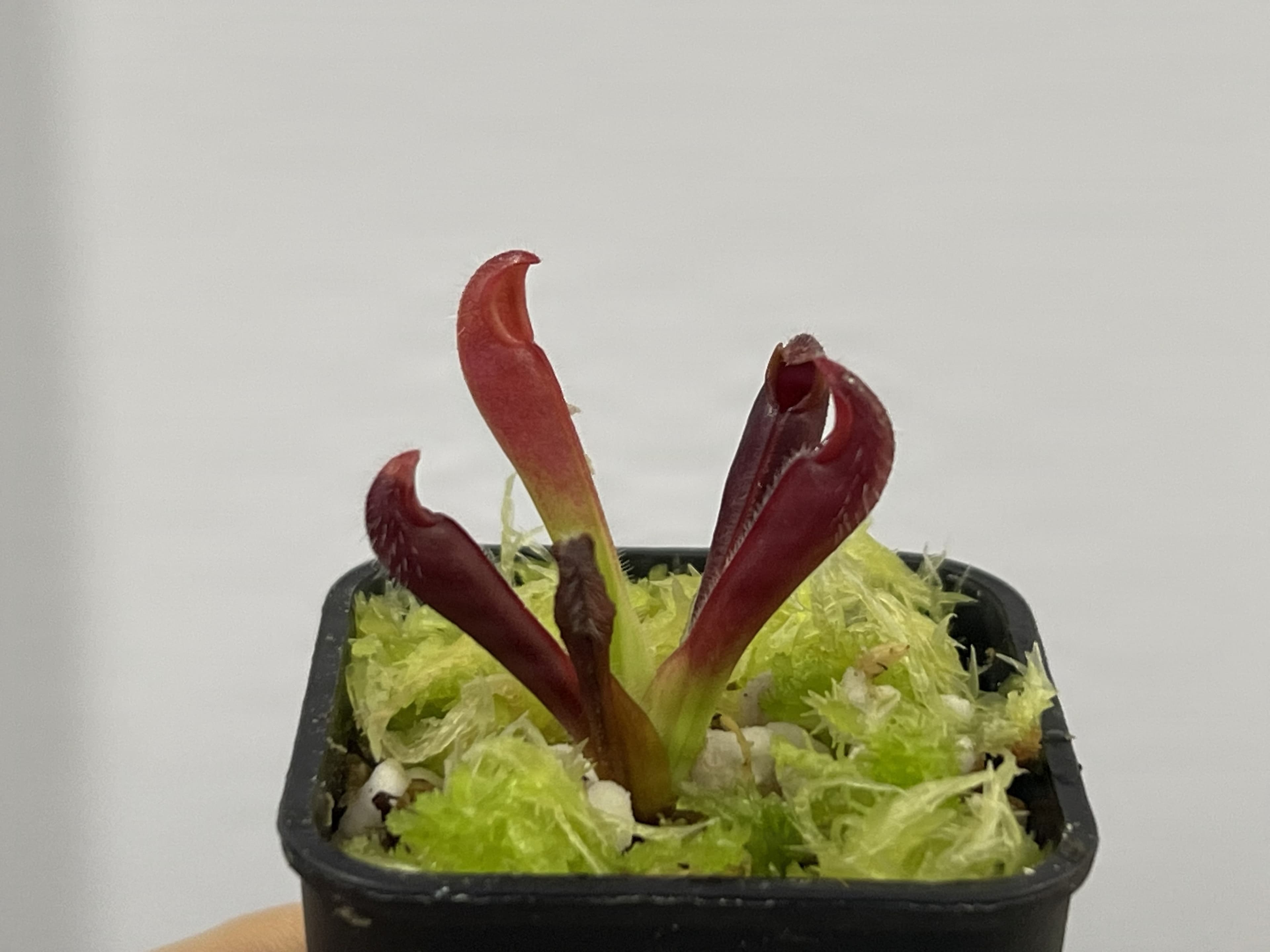 泰特太陽瓶子草