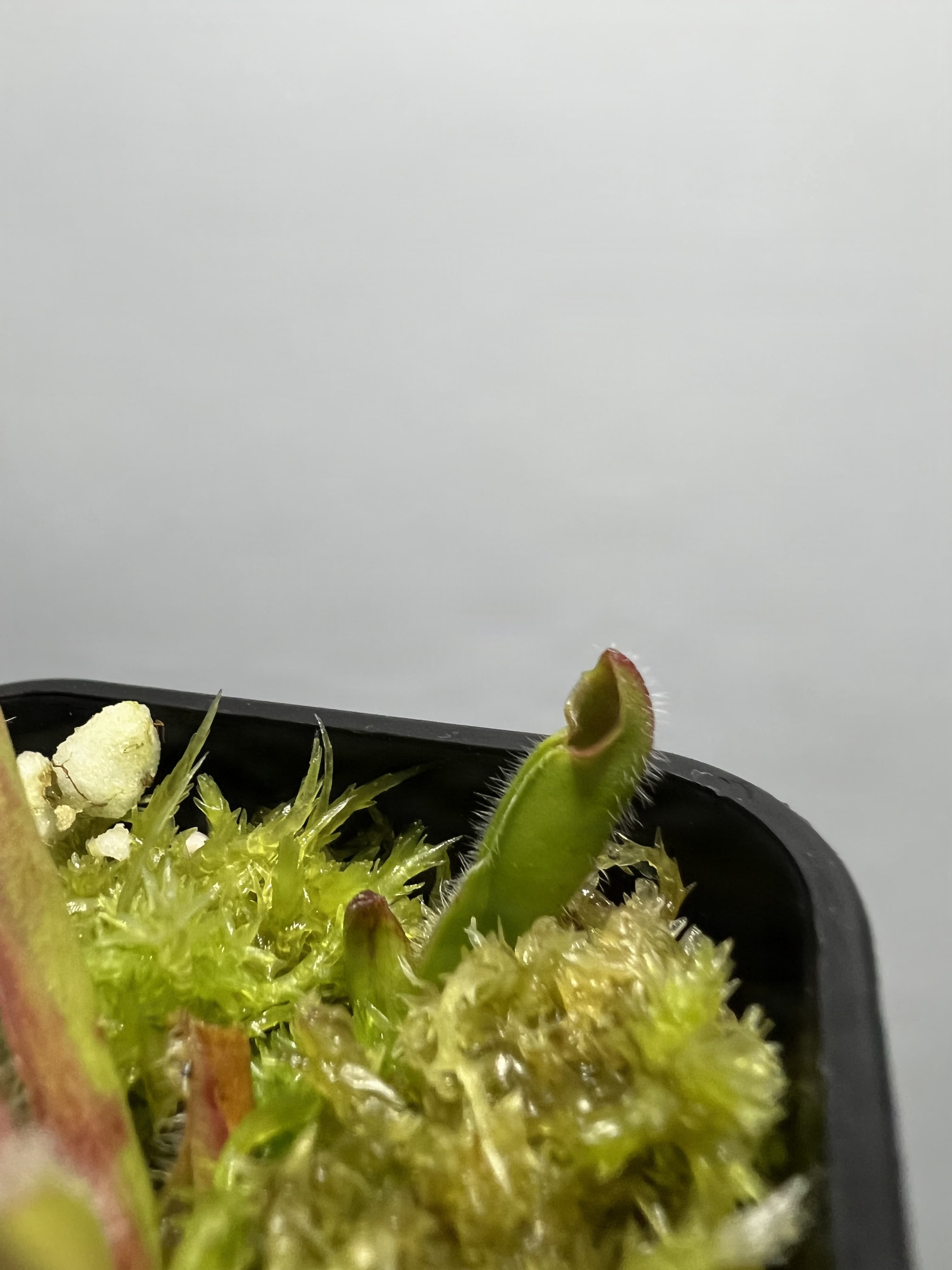 絨毛太陽瓶子草Heliamphora ciliata 圖集照片