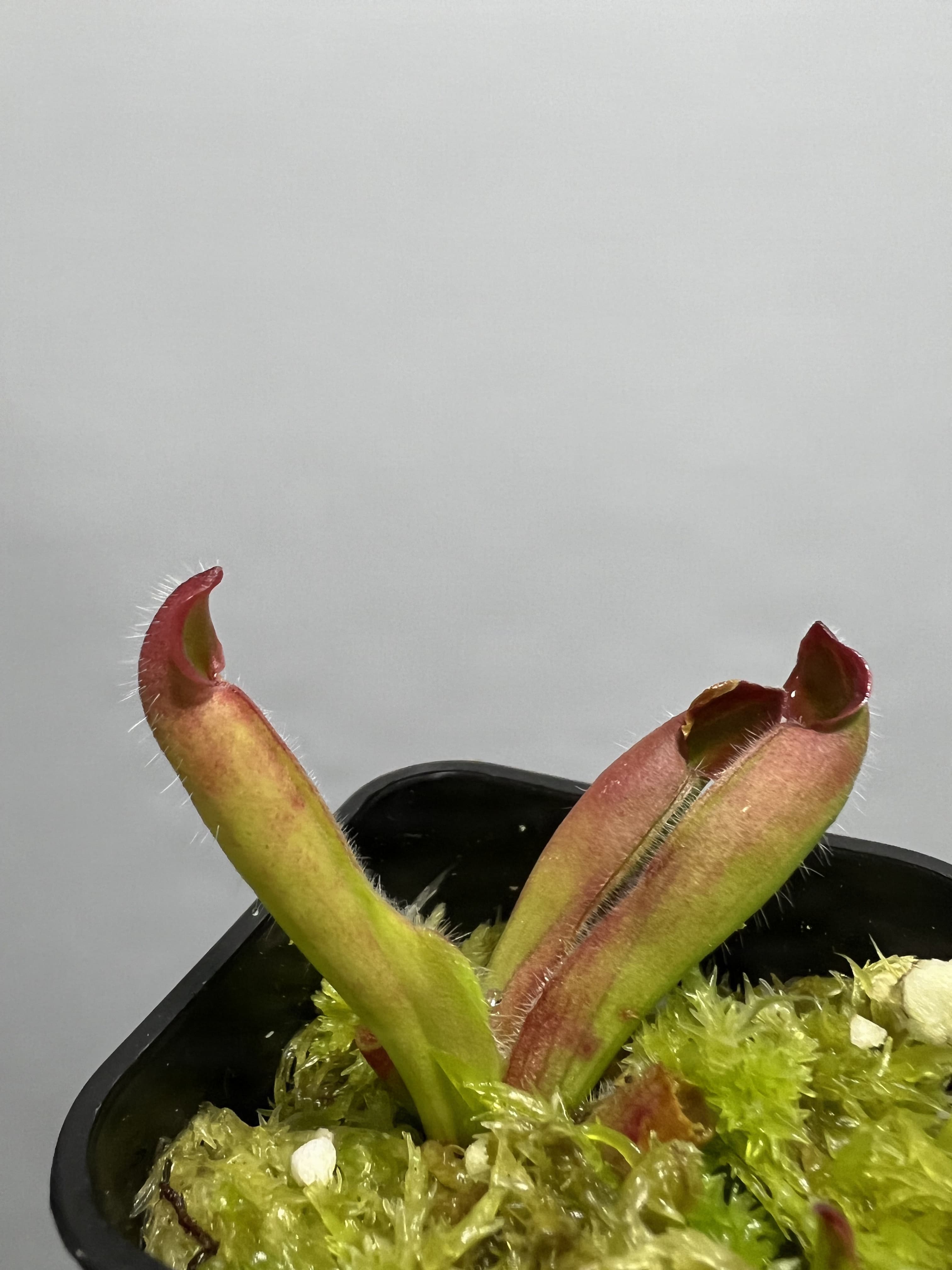 絨毛太陽瓶子草Heliamphora ciliata 圖集照片