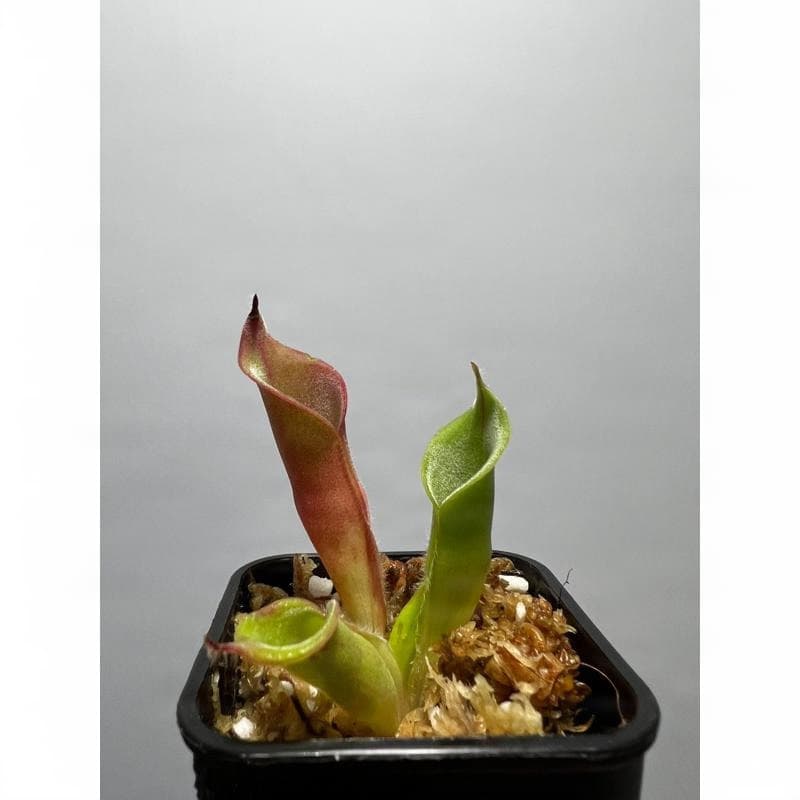 絨毛太陽瓶子草Heliamphora ciliata 圖集照片