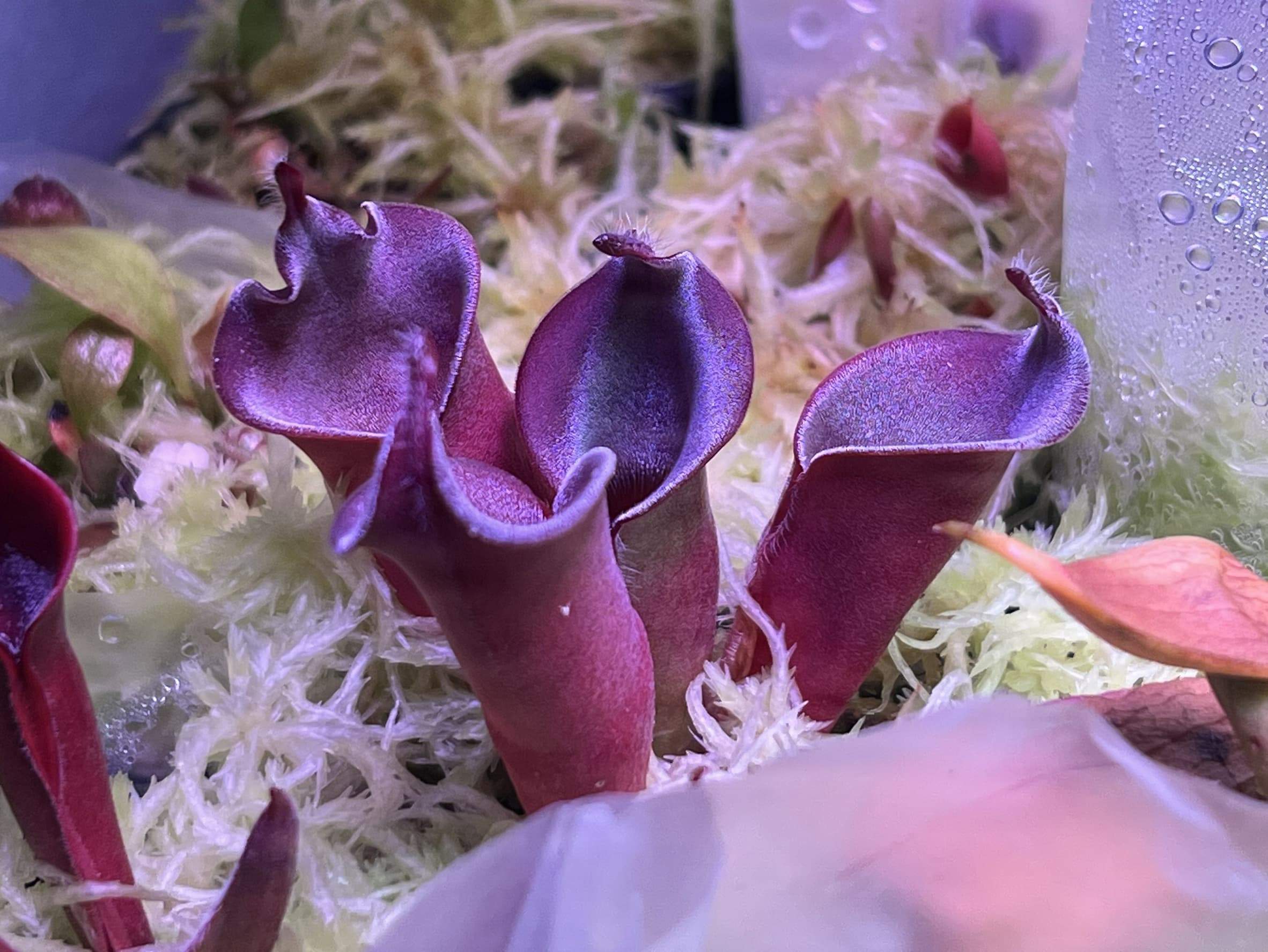 絨毛太陽瓶子草